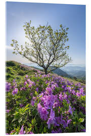 Quadro em acrílico Azalea flower - Jan Christopher Becke