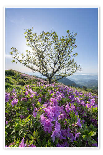 Poster Azalea flower