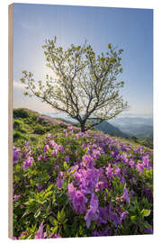 Holzbild Azaleenblüte - Jan Christopher Becke