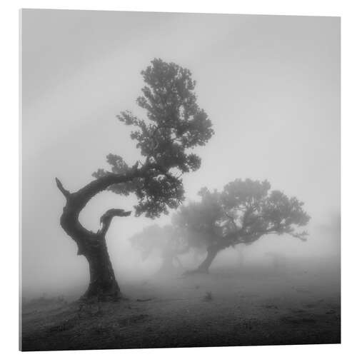 Acrylglasbild Geisterbäume im Nebel