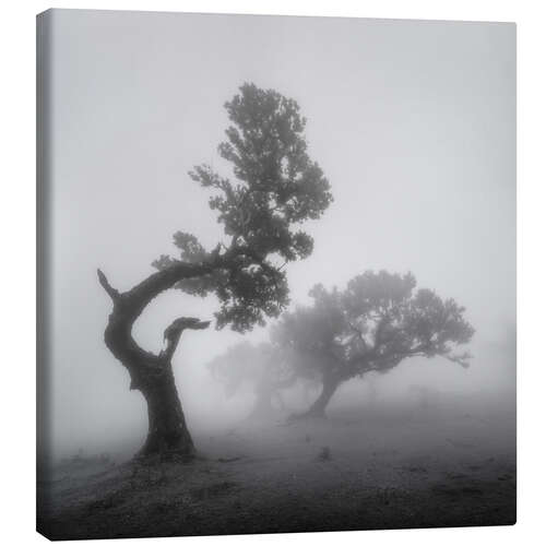 Tableau sur toile Ghost trees in the fog