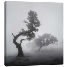 Tableau sur toile Ghost trees in the fog