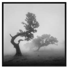 Gerahmter Kunstdruck Geisterbäume im Nebel