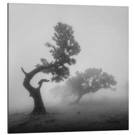 Magnettafel Geisterbäume im Nebel