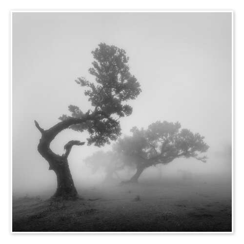 Poster Geisterbäume im Nebel