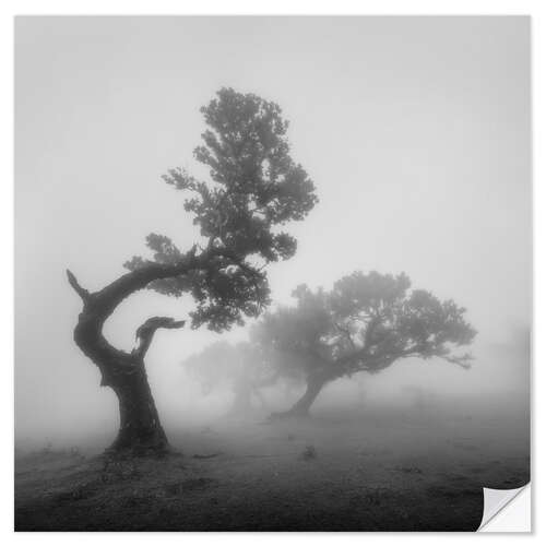 Wall sticker Ghost trees in the fog