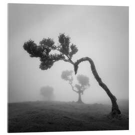 Akrylglastavla Tree shapes in the fog