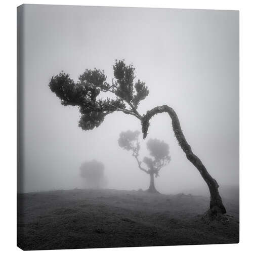 Tableau sur toile Tree shapes in the fog