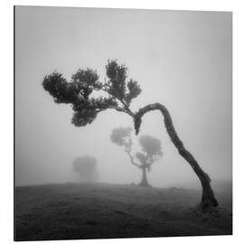 Magnettafel Baumgestalten im Nebel