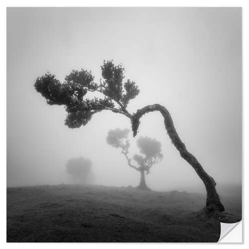Wall sticker Tree shapes in the fog