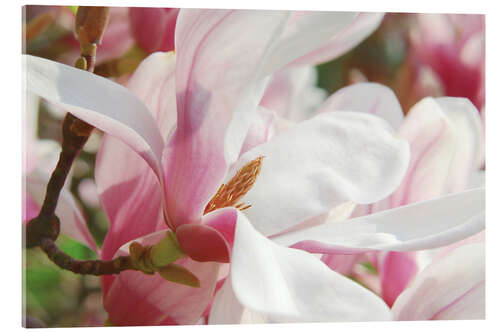 Acrylic print Magnolia, floral magic in spring