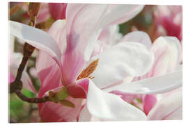 Acrylic print Magnolia, floral magic in spring - Atteloi