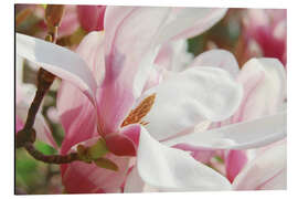 Alubild Magnolie, Blütenzauber im Frühling - Atteloi