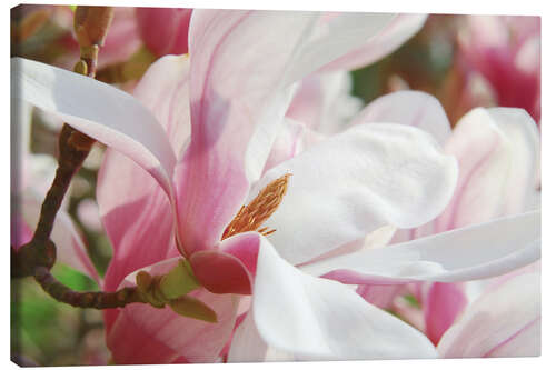 Leinwandbild Magnolie, Blütenzauber im Frühling