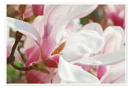 Wall print Magnolia, floral magic in spring - Atteloi