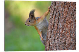 Gallery Print Eichhörnchen