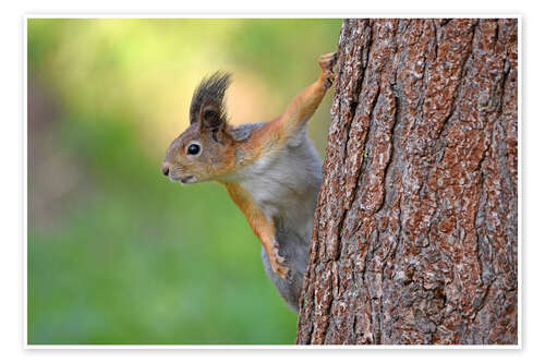 Poster Squirrel