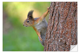 Wandsticker Eichhörnchen
