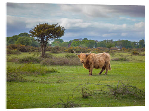 Acrylic print Highland Cow