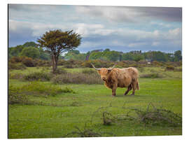 Aluminium print Highland Cow