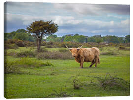 Canvastavla Highland Cow