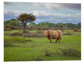 Foam board print Highland Cow