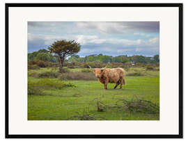 Framed art print Highland Cow