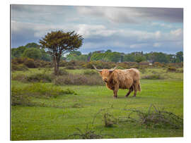 Tableau en plexi-alu Highland Cow