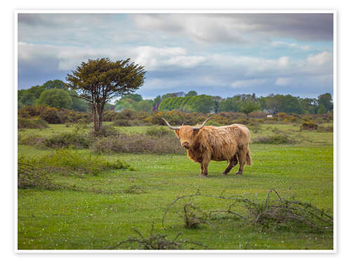 Póster Highland Cow