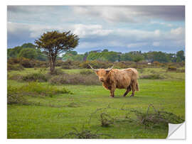 Sticker mural Highland Cow