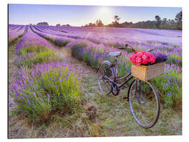 Aluminium print Bicycle on Lavender Field - Assaf Frank