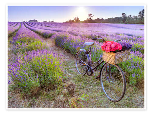 Poster Bicycle on Lavender Field