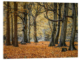 Akrylglastavla Autumn Forest - Assaf Frank