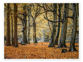 Obraz Autumn Forest - Assaf Frank