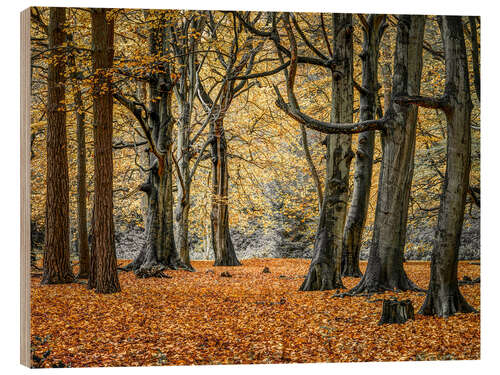 Wood print Autumn Forest