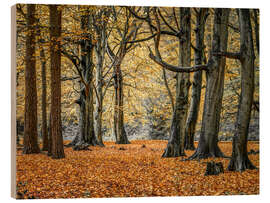 Wood print Autumn Forest - Assaf Frank