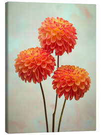 Obraz na płótnie Triple Dahlia Delight - Assaf Frank