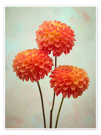 Wandbild Triple Dahlia Delight - Assaf Frank