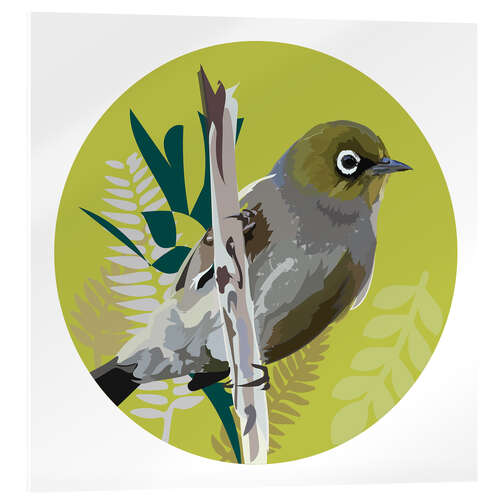 Acrylglasbild Graumantel-Brillenvogel