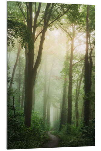 Cuadro de aluminio The lush forest