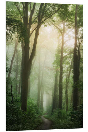 Bilde på skumplate The lush forest