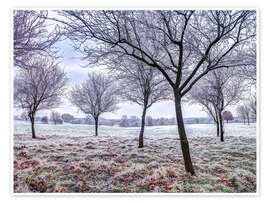 Wall print Trees in Frosty Field - Assaf Frank
