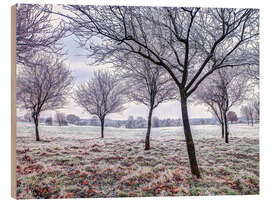 Obraz na drewnie Trees in Frosty Field - Assaf Frank
