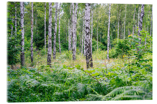 Tableau en verre acrylique Birch and fern - Forest in Sweden