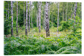 Tableau en verre acrylique Birch and fern - Forest in Sweden - Oliver Henze