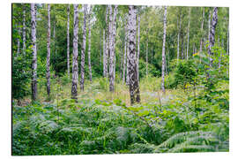 Aluminium print Birch and fern - Forest in Sweden - Oliver Henze