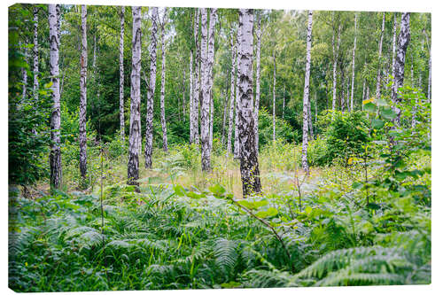 Leinwandbild Birken und Farn - Wald in Schweden