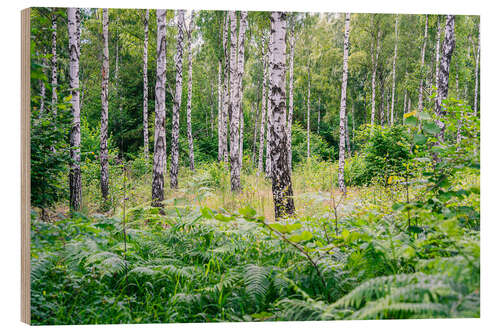 Cuadro de madera Birch and fern - Forest in Sweden