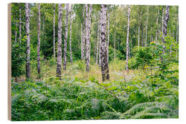 Tableau en bois Birch and fern - Forest in Sweden - Oliver Henze