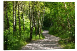 Obraz na szkle akrylowym Path through the birch forest - Atteloi